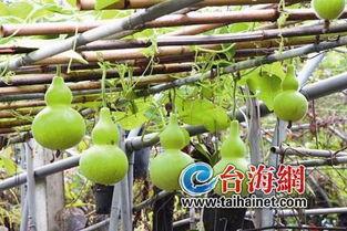 葫芦瓜哺乳期可以吃吗,哺乳期妈妈葫芦瓜食用指南