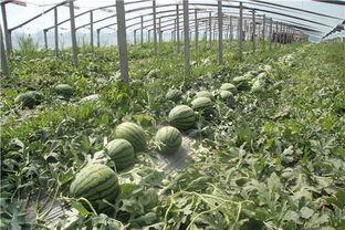 吃瓜群众东新村