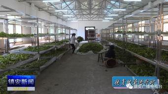 吃瓜群众东新村