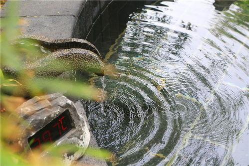揽翠湖吃瓜,夏日狂欢美食盛宴