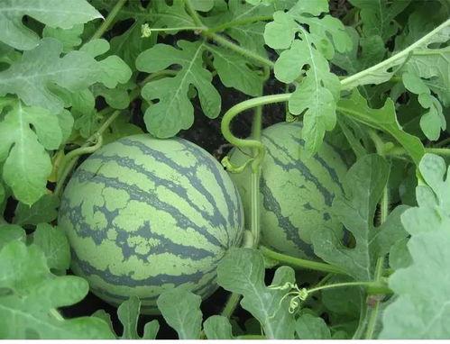 林夏吃瓜,揭秘娱乐圈背后的那些事儿