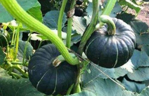 奶栗视频吃瓜,揭秘网红吃瓜背后的故事