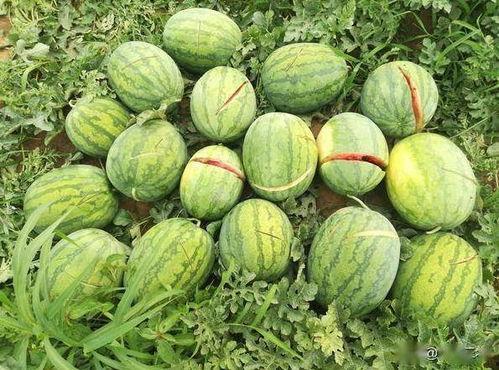 梦见吃烂鲜瓜,揭秘吃烂鲜瓜的神秘寓意