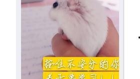 吃老鼠崽的瓜,揭秘神秘食俗背后的故事