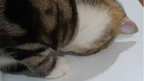 憨憨吃瓜视频,揭秘网络红人的爆笑日常