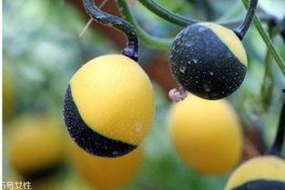 新鲜吊瓜怎么吃