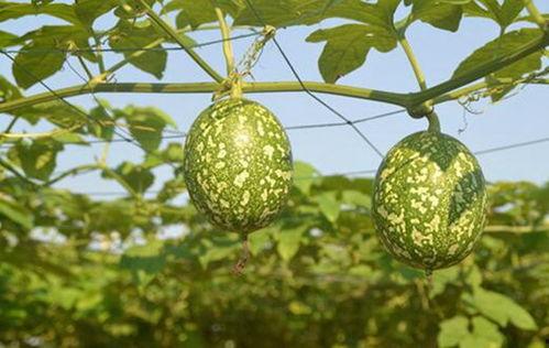 新鲜吊瓜怎么吃