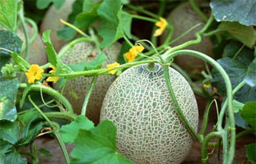 吃瓜系统陆小姑,吃瓜系统中的美食侦探