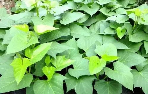 虎耳瓜叶子怎么吃最好,虎耳瓜叶子的美味食用指南