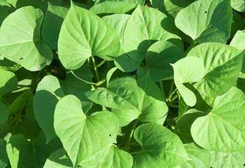 虎耳瓜叶子怎么吃最好,虎耳瓜叶子的美味食用指南