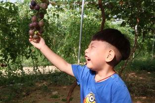 吃瓜陈祎,揭秘娱乐圈背后的故事