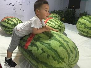 红河吃瓜事件,一场引发社会热议的食品安全风波