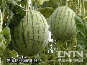 不甜的瓜不甜怎么吃
