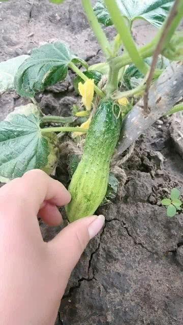 不甜的瓜不甜怎么吃