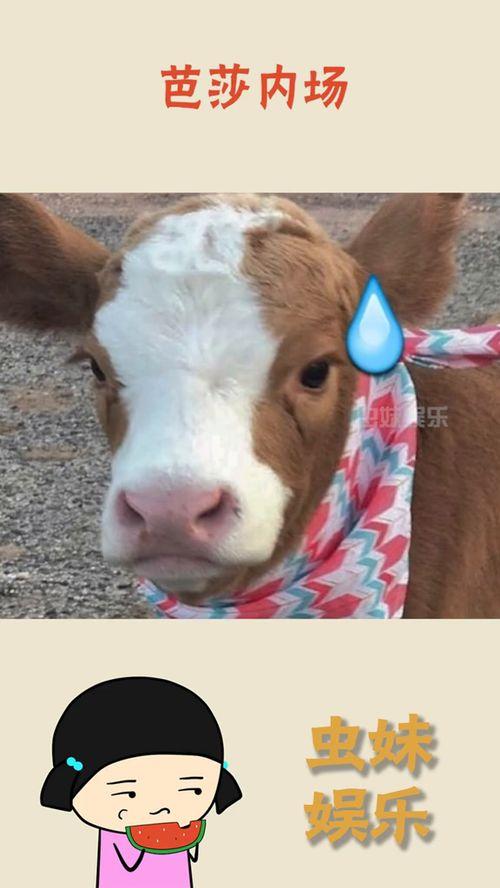 抖音吃瓜料,揭秘娱乐圈幕后故事