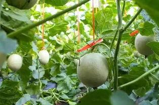 吃网纹瓜搞笑视频