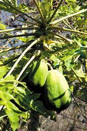 中山吃瓜全文,揭秘当地美食文化背后的故事