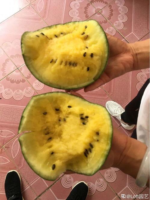 吃蜜瓜长肉吗,吃蜜瓜真的会长肉吗？