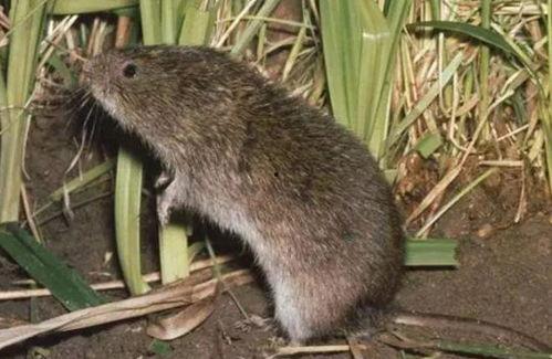 田鼠吃瓜,一场生态与美味的邂逅