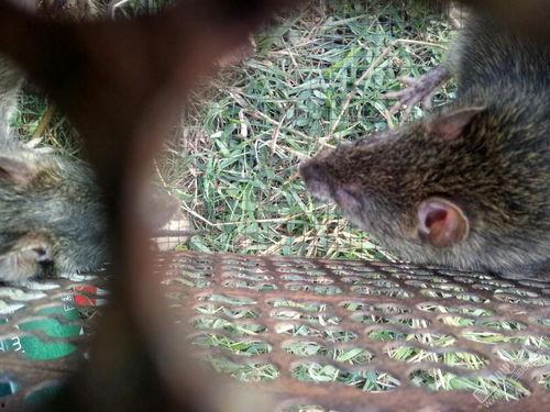 田鼠吃瓜,一场生态与美味的邂逅