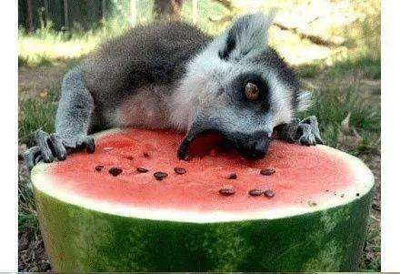 带你吃瓜解说动物吃货,带你揭秘动物们的美食之旅