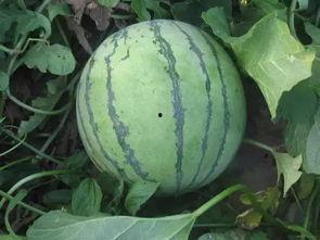 摘瓜吃瓜配乐有哪些歌