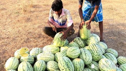 吃播大瓜,背后的真相与内幕曝光