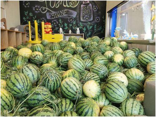 吃瓜观众爱吃瓜,揭秘吃瓜观众的最爱