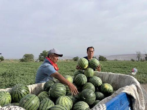 东园里吃瓜,夏日消暑好去处