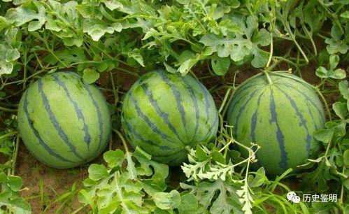 砍头瓜怎样吃,从传统到创新