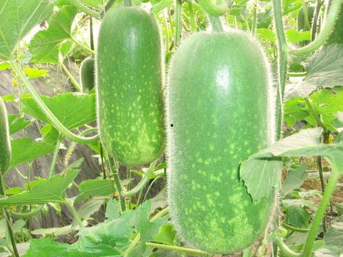 ev4吃瓜,揭秘ev4吃瓜背后的娱乐风云