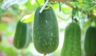 八郎瓜怎么吃,解锁美味新体验