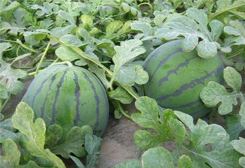 乾隆吃瓜记,吃瓜记里的宫廷趣事