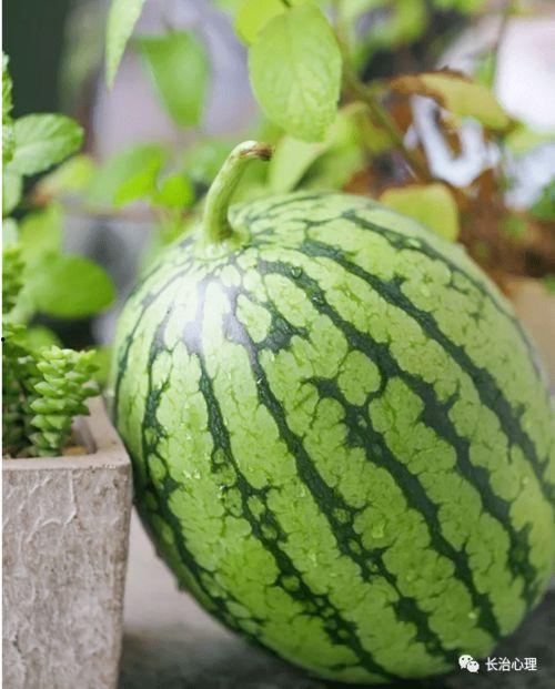 礼拜六吃瓜,揭秘娱乐圈的甜蜜与苦涩