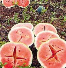 什么叫吃瓜吃出空心瓜呢,揭秘“吃瓜吃出空心瓜”背后的真相与原因