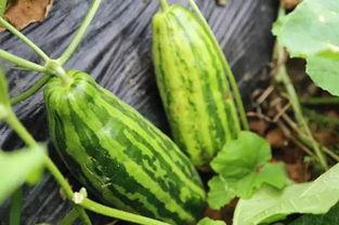 吃瓜乐趣是啥意思,网络时代的围观心理解析