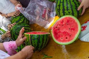 全网各地吃瓜视频,各地特色美食视频大盘点