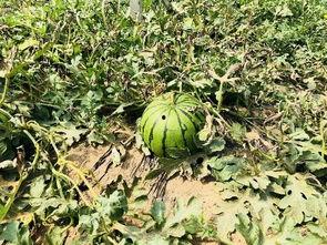 北龙湖吃瓜,一场味蕾与视觉的双重盛宴