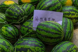 学校课堂吃瓜,揭秘课堂上的那些“秘密”趣事