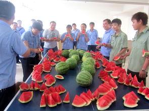 别样的吃瓜方式,揭秘新型吃瓜方式