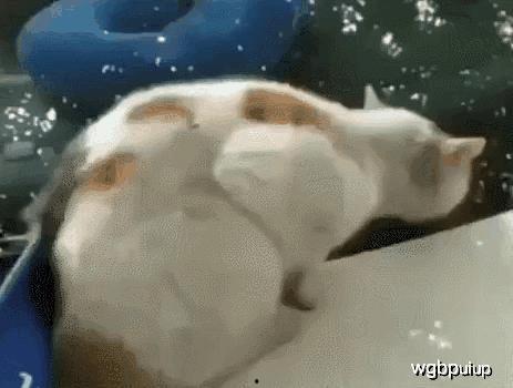 赖瓜吃就吐,揭秘奇异现象背后的科学奥秘