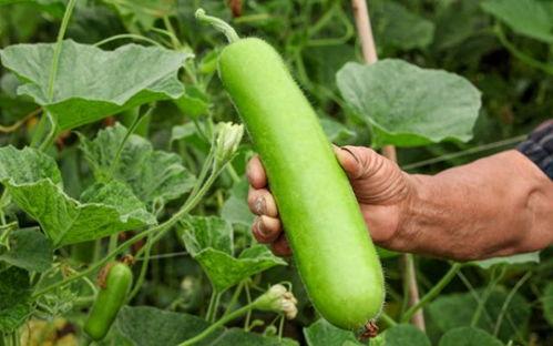 猫可以吃瓠瓜吗怎么吃,瓠瓜的正确食用方法及猫猫适用性解析