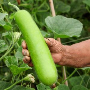 猫可以吃瓠瓜吗怎么吃,瓠瓜的正确食用方法及猫猫适用性解析