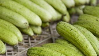 减肥可以吃黑皮瓜,天然低卡美食，轻松享瘦新选择