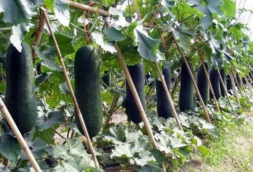 减肥可以吃黑皮瓜,天然低卡美食，轻松享瘦新选择