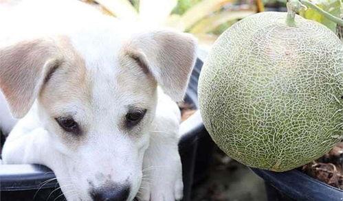 幼犬可以吃哈密瓜吗