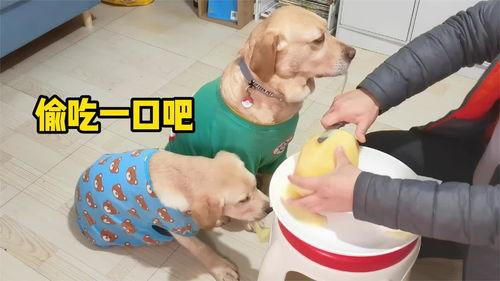 幼犬可以吃哈密瓜吗