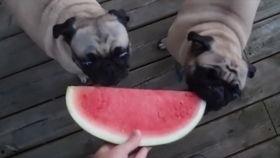 幼犬可以吃哈密瓜吗