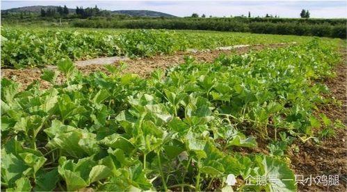 只吃碳水的瓜,探索无糖生活的甜蜜秘密