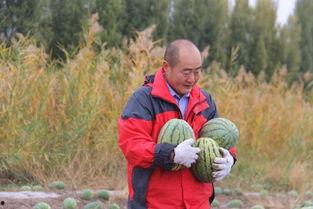 费县小佛爷吃瓜,费县小佛爷的夏日吃瓜奇遇记